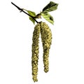 Birch twig with flowering earring