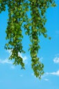 Birch twigs in the blue sky