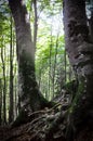 Birch In the Undergrowth of Cirier