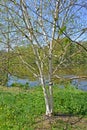 Birch useful Himalaya Betula utilis D.Don on the bank of the lake. Spring