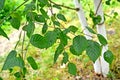 Birch useful Himalaya Betula utilis D.Don, a branch with leaves against the background of a trunk