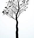 Birch. Vector drawing black pattern Royalty Free Stock Photo