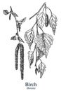 Birch. Vector hand drawn plant. Vintage medicinal plant sketch.