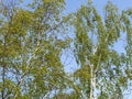 Birch warty (Betula pendula Roth) against the blue sky Royalty Free Stock Photo