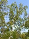 Birch warty (Betula pendula Roth) against the blue sky Royalty Free Stock Photo