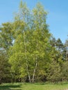 Birch warty (Betula pendula Roth) in the spring Royalty Free Stock Photo