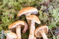 Birch webcap (Cortinarius triumphans) mushrooms