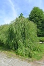 Birch weeping Jung Betula pendula `Youngii` in the park