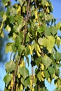 Birchweeping & x28;warty& x29; & x28;Betula pendula Roth& x29;. Branches with green earrings and leaves