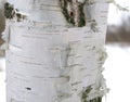 Birch white bark natural birch