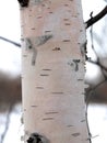 Birch white bark natural birch