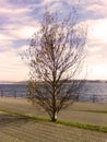 Birch white native-autumn