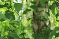 Fresh green leaves of the birch tree Royalty Free Stock Photo