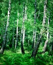 Birch wood Royalty Free Stock Photo