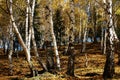 birch wood Royalty Free Stock Photo