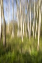 Birch wood in an abstract view Royalty Free Stock Photo