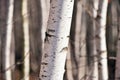 Birch wood (Betula) Royalty Free Stock Photo