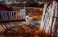 The birch wood fences and dog Royalty Free Stock Photo