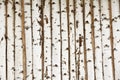 Birch wood texture