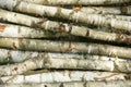 birch wood texture Royalty Free Stock Photo