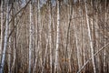 Birch Wood Royalty Free Stock Photo