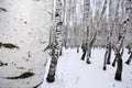 Birch wood in winter Russia