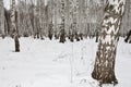 Birch wood in winter Russia