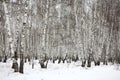 Birch wood in winter Russia