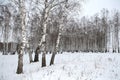 Birch wood in winter Russia