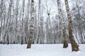 Birch wood in winter Russia