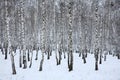 Birch wood in winter Russia