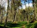 Birch woodland.