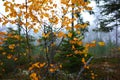 Birch with yellow foliage and coniferous forest