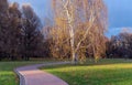 Birch with yellow leaves in an autumn park at sunset Royalty Free Stock Photo