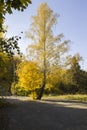 Birch with yellow leaves, blue sky, autumn sunny day Royalty Free Stock Photo