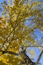 Birch with yellow leaves, blue sky, autumn sunny day, bottom view Royalty Free Stock Photo