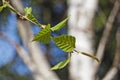 Birch young leaves (Betula pendula Roth) Royalty Free Stock Photo