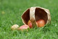 Birchbark basket full of gala apples