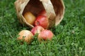 Birchbark basket full of gala apples