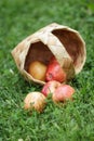Birchbark basket full of gala apples Royalty Free Stock Photo