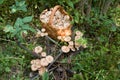 Birchbark basket full of mushrooms Royalty Free Stock Photo