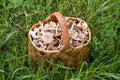 Birchbark basket full of mushrooms