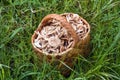 Birchbark basket full of mushrooms