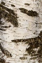 Birchbark texture background Royalty Free Stock Photo