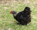 Birchen Cochin Bantam Hen poultry pekin Royalty Free Stock Photo