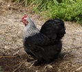 Birchen Cochin, black and white bantam pekin hen Royalty Free Stock Photo