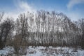 Birches against the blue sky in February in sunny weather Royalty Free Stock Photo