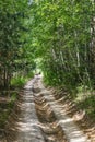 Birches alley Royalty Free Stock Photo