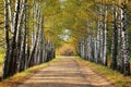 Birches alley in early fall. Tree leaves turning yellow Royalty Free Stock Photo