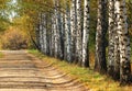 Birches alley in early fall. Tree leaves turning yellow Royalty Free Stock Photo